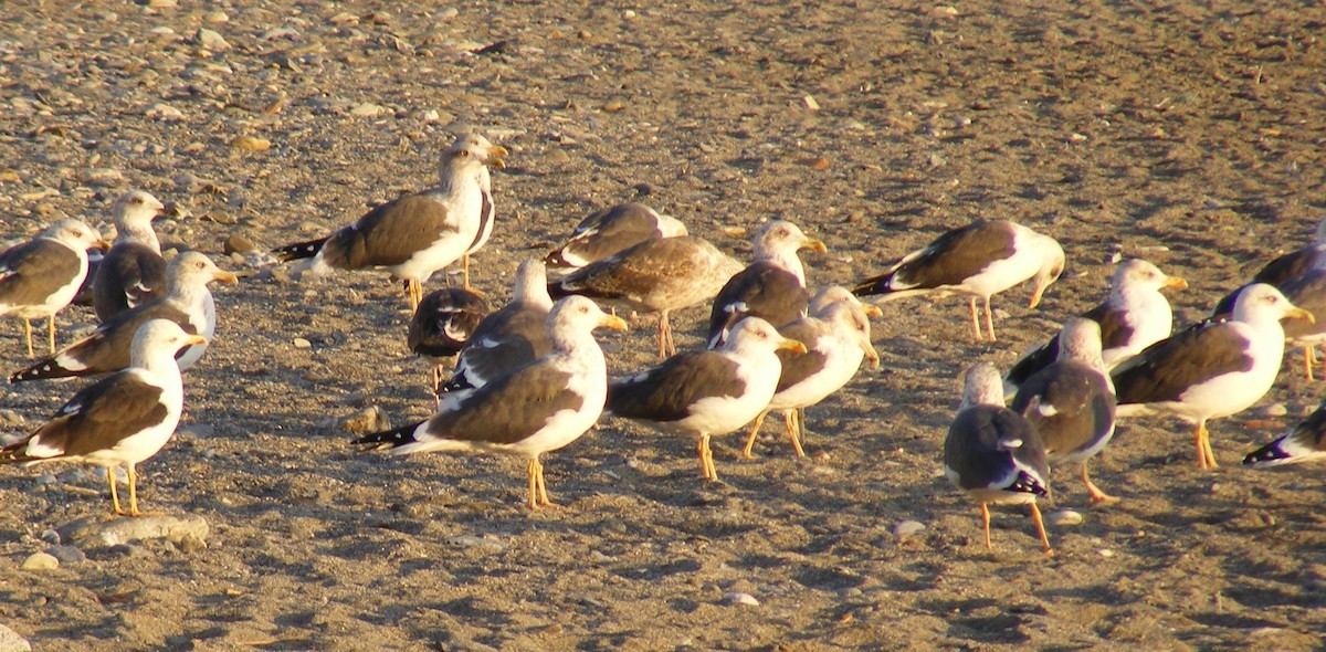 Lesser Black-backed Gull - ML249701601