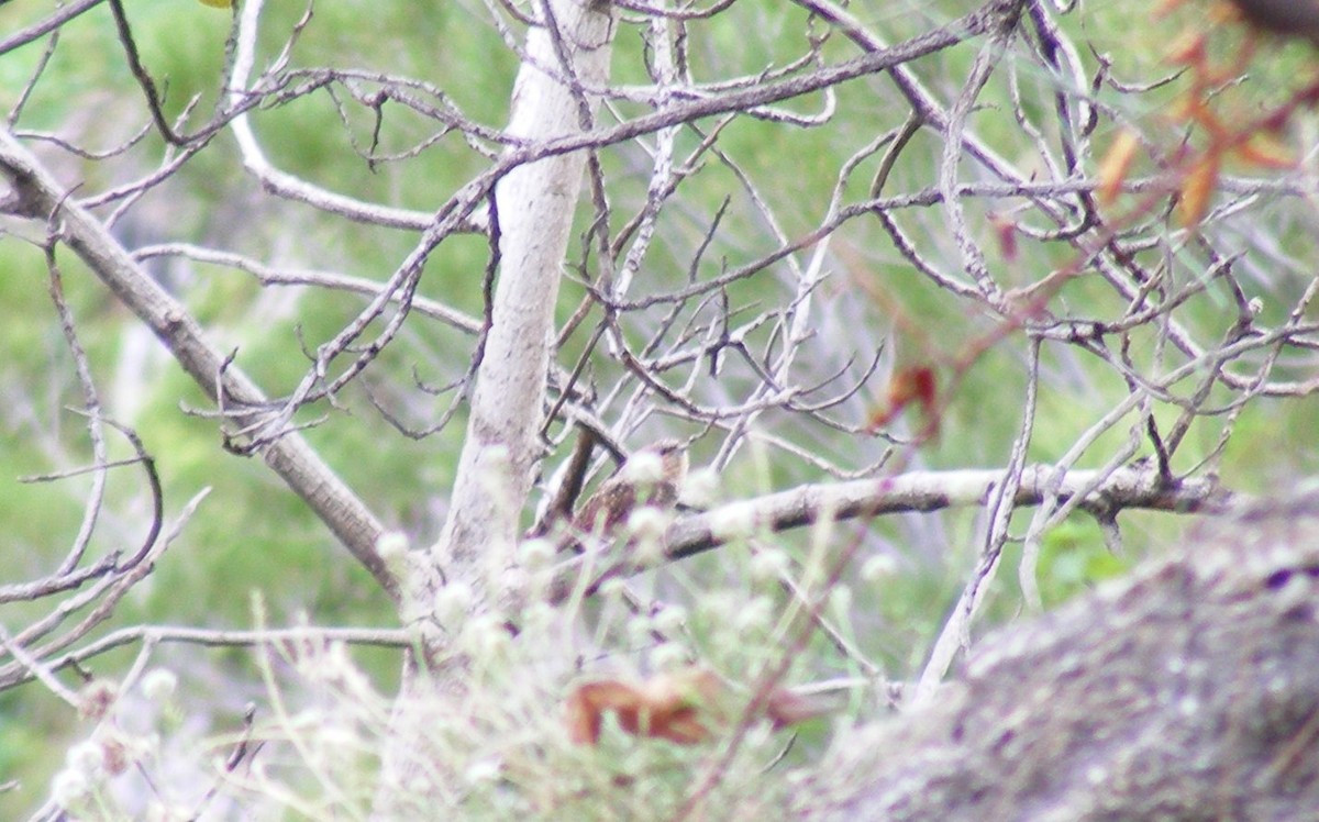 Eurasian Wryneck - ML249701611