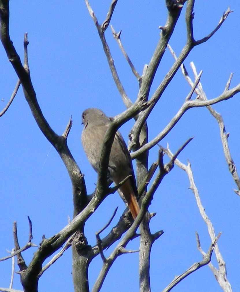 Black Redstart - ML249701631