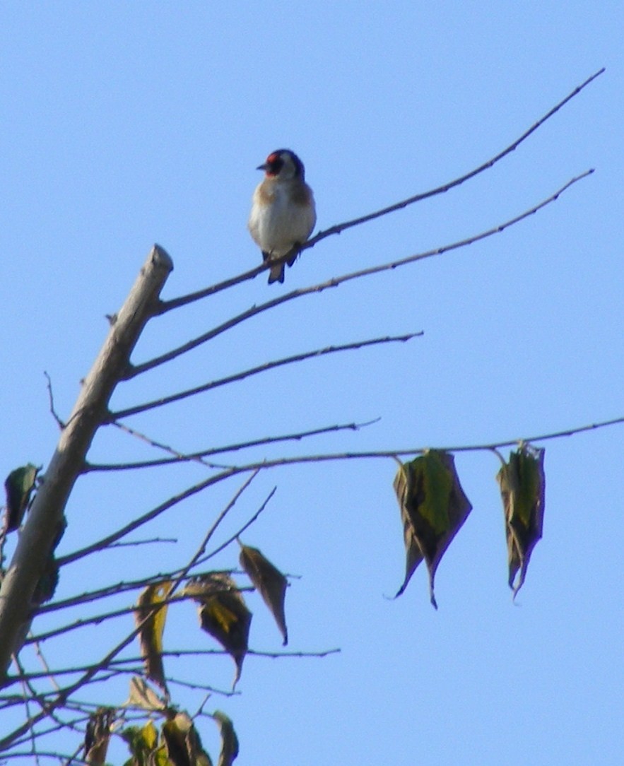 European Goldfinch - ML249701641