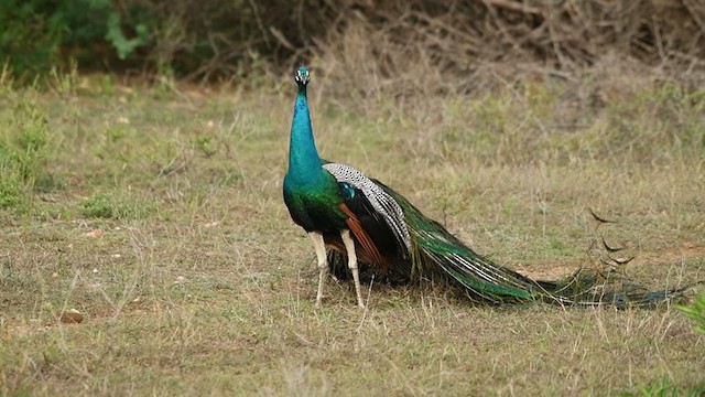 Indian Peafowl - ML249702191