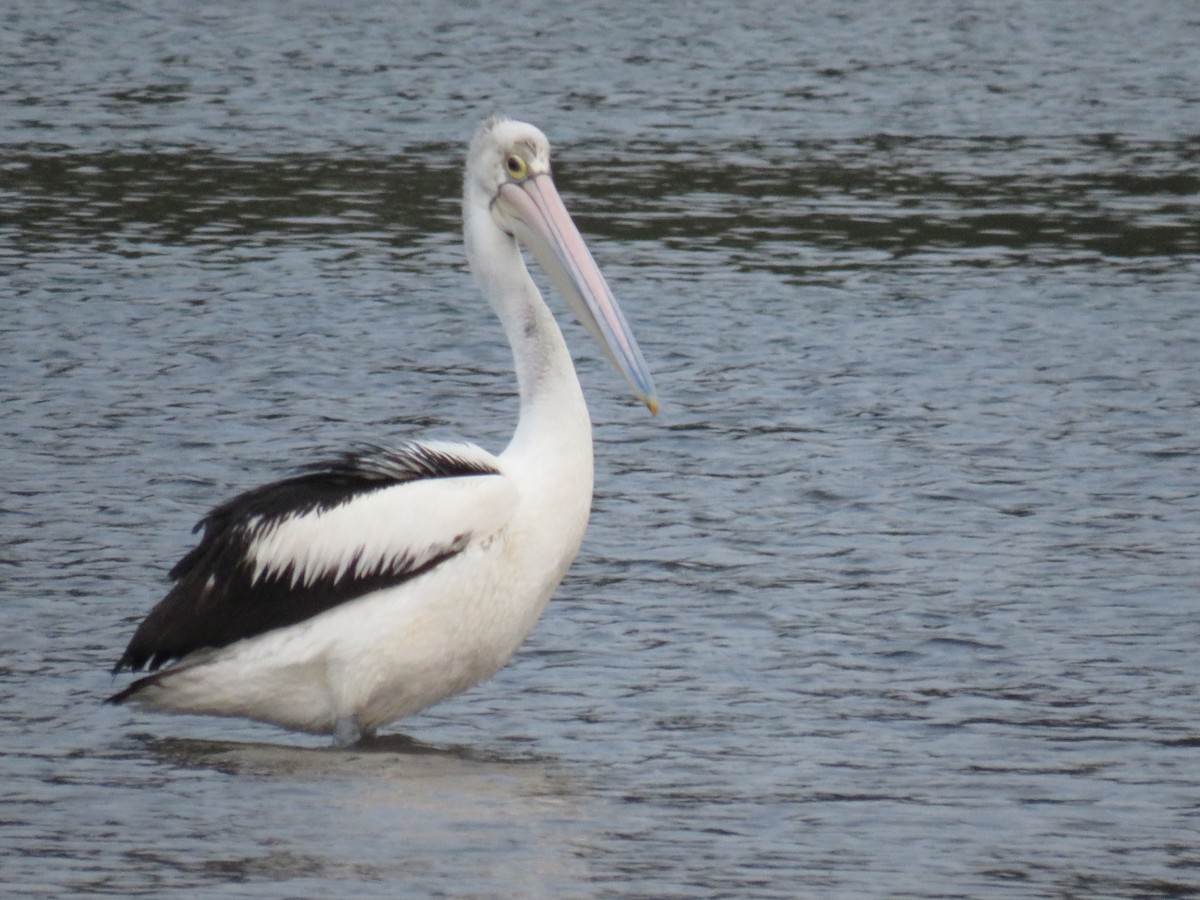 Australian Pelican - Rodney Macready