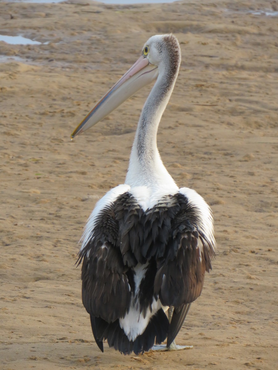 Австралийский пеликан - ML249702271
