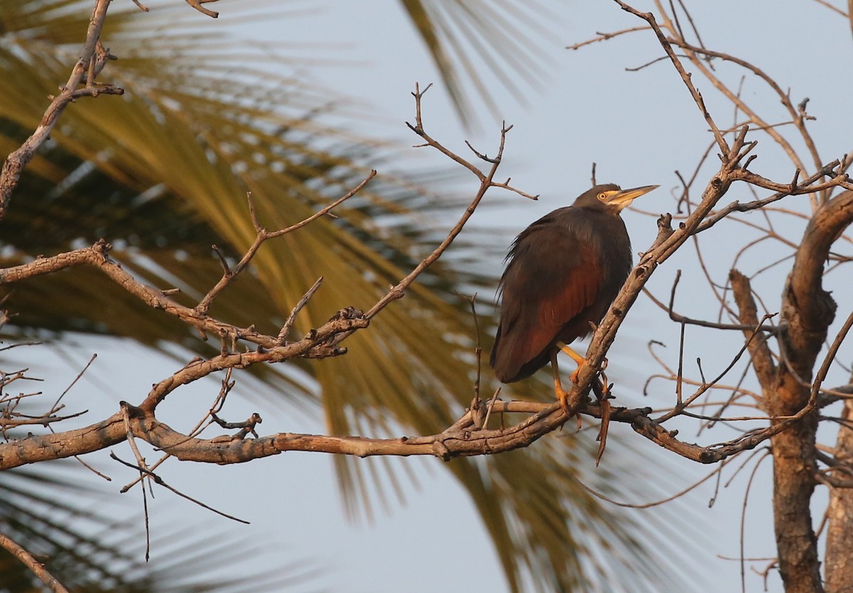 クロアマサギ - ML249703461