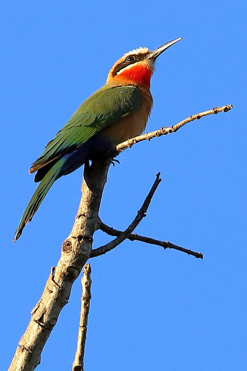 White-fronted Bee-eater - ML249703561