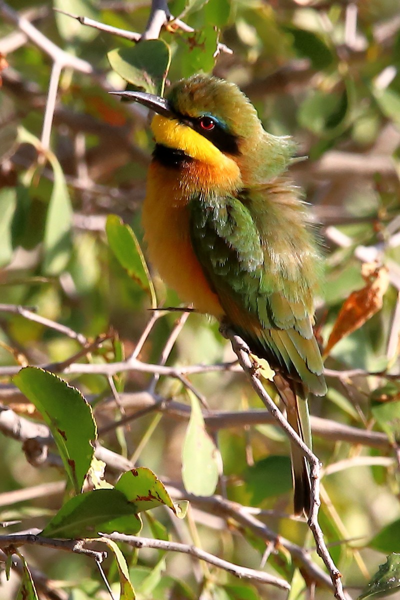 Little Bee-eater - ML249703601