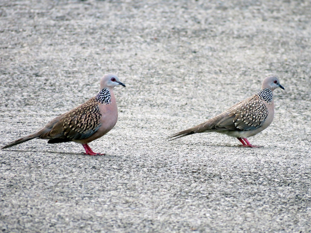 Spotted Dove - ML249706081