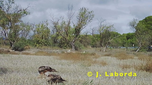 Red Kite - ML249707211