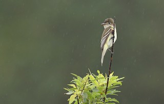 Alder Flycatcher