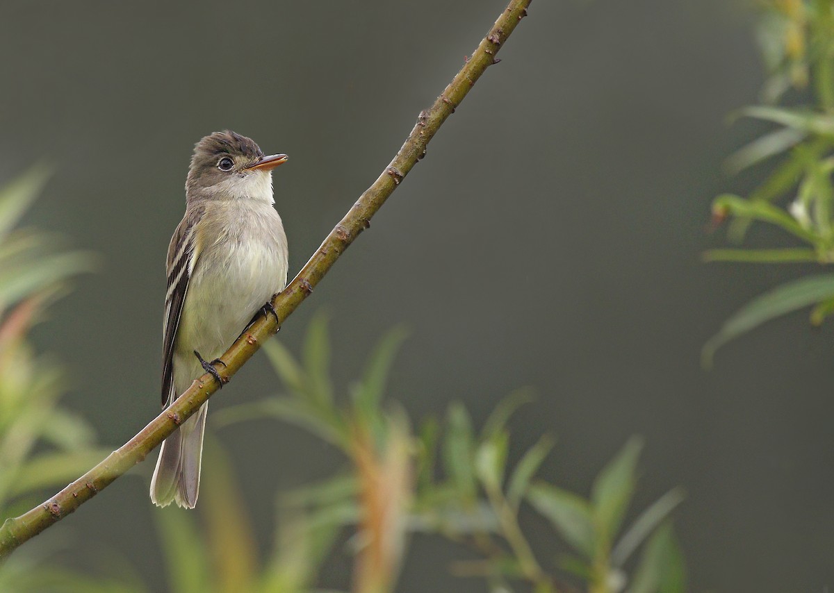Alder Flycatcher - Ryan Schain