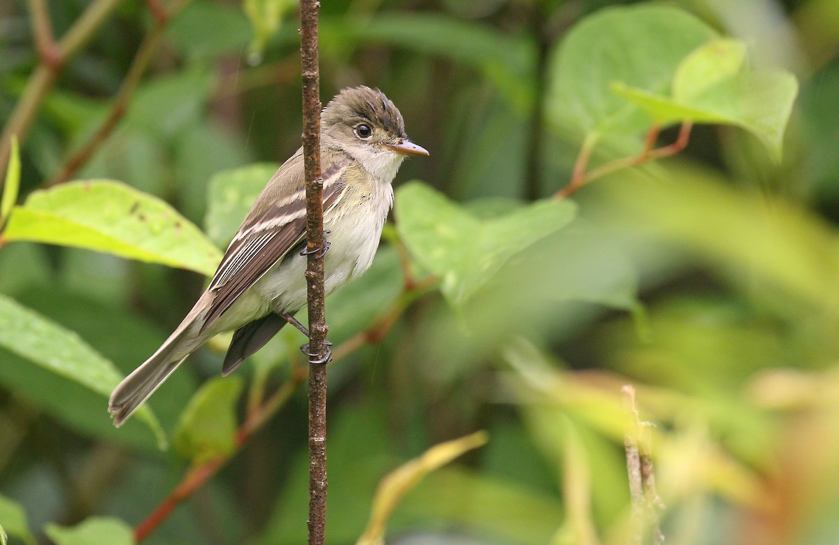 Alder Flycatcher - ML249708151