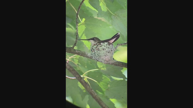 Ruby-throated Hummingbird - ML249708681