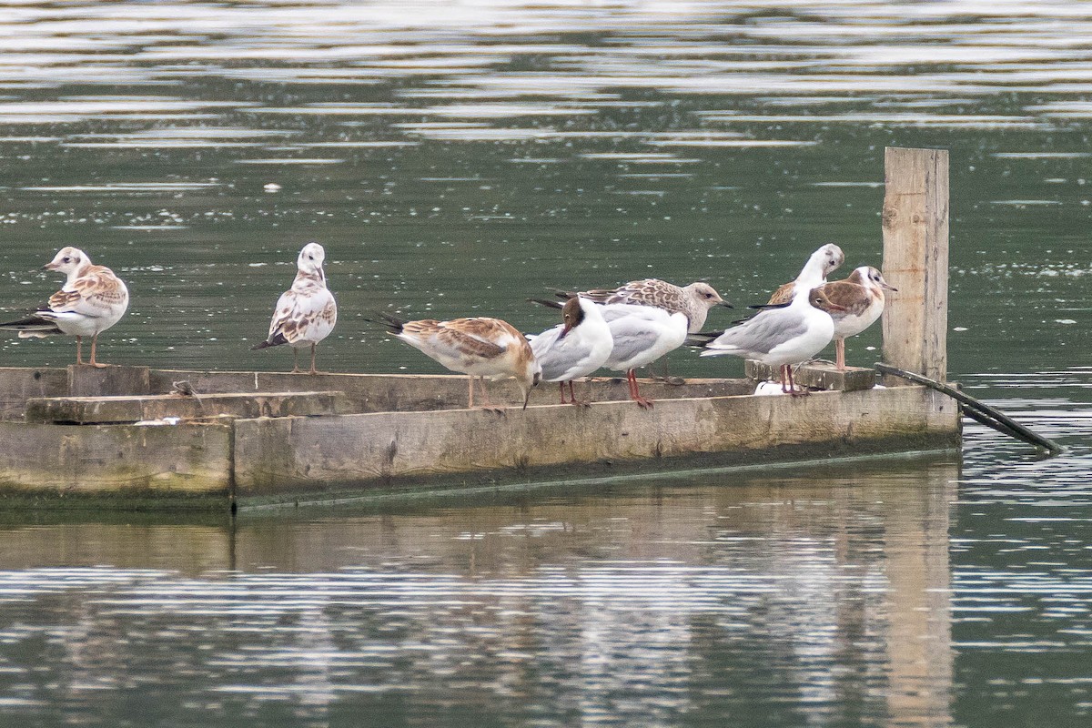 Mediterranean Gull - ML249708741