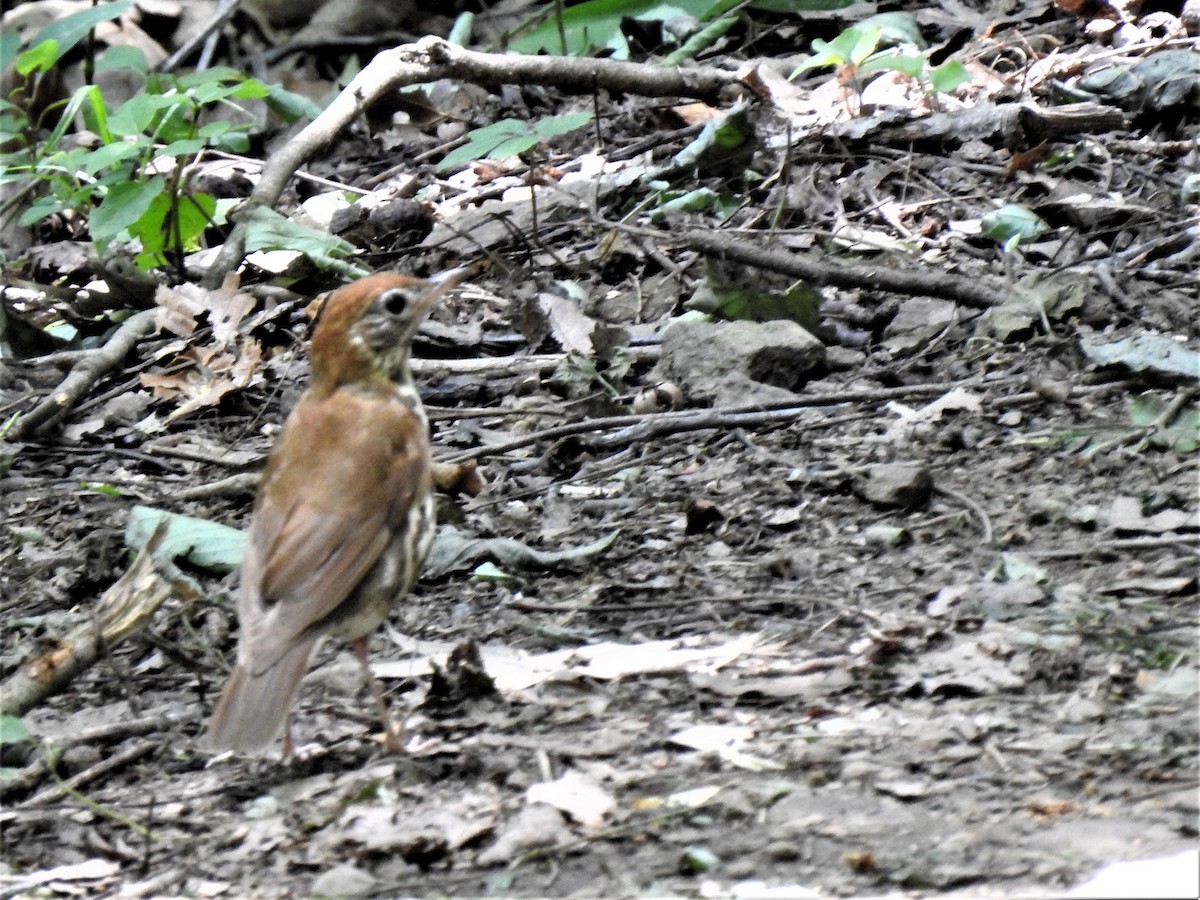 Wood Thrush - Susan Brauning