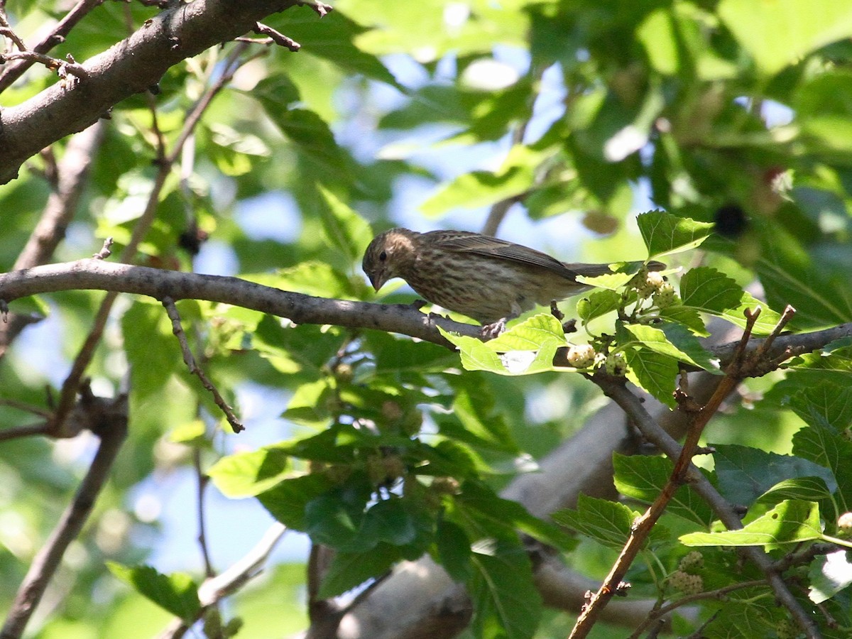 House Finch - ML249709611