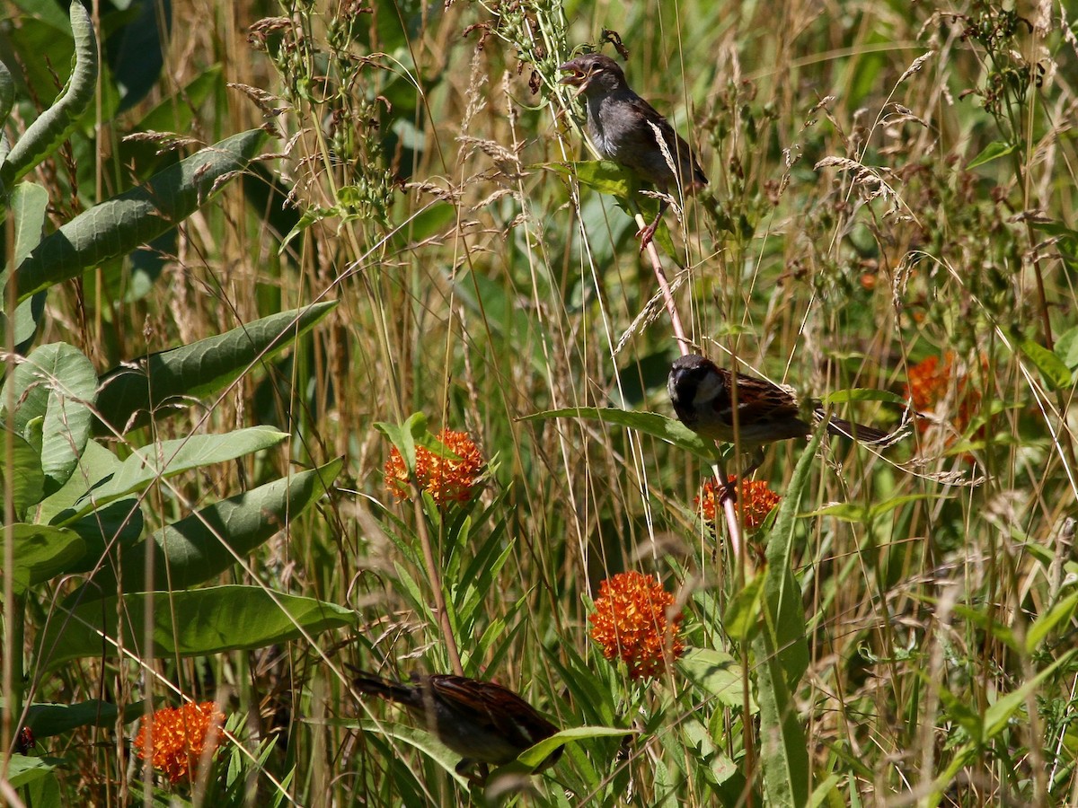 House Sparrow - ML249709641