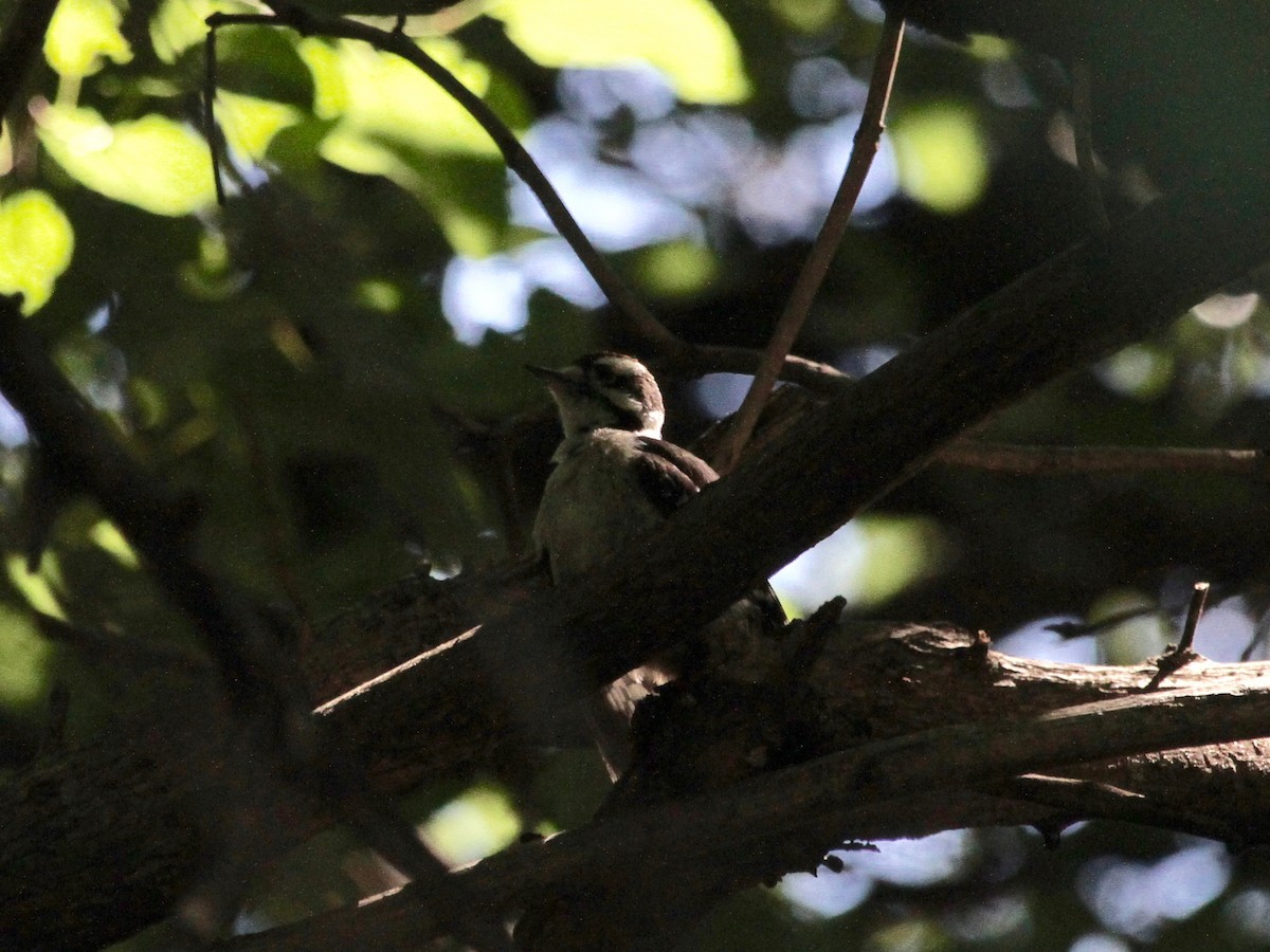 Downy Woodpecker - ML249709691