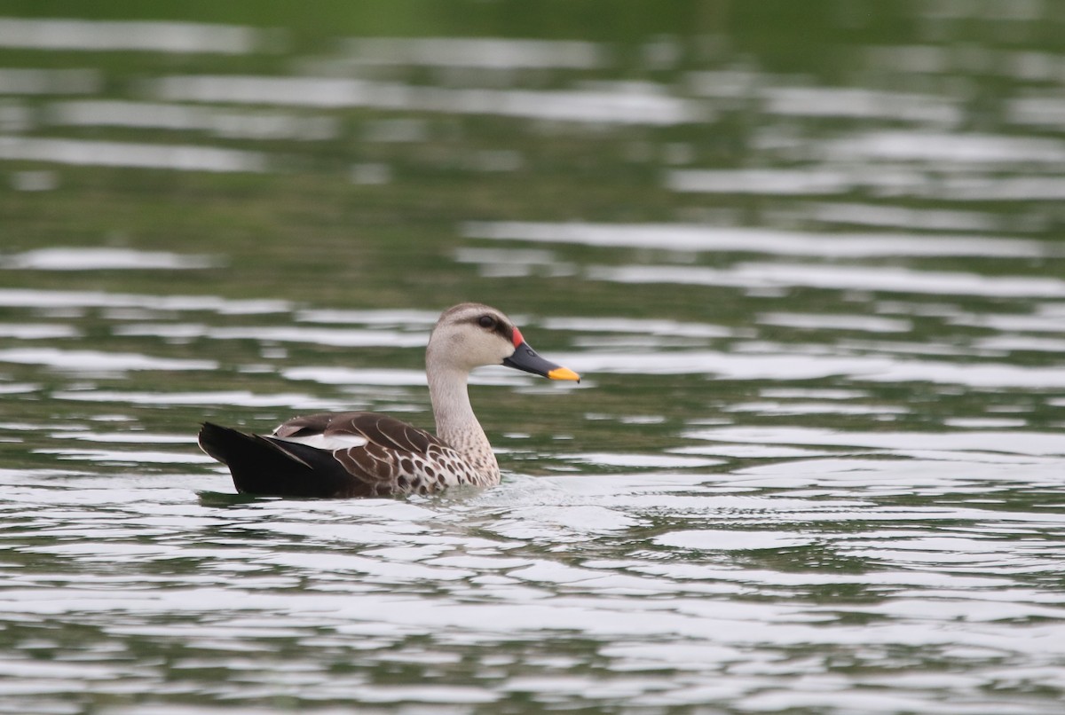 Indian Spot-billed Duck - ML249709711