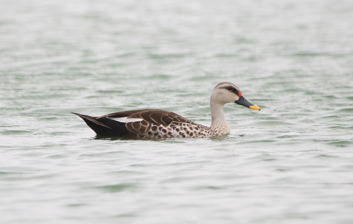 Indian Spot-billed Duck - ML249709721