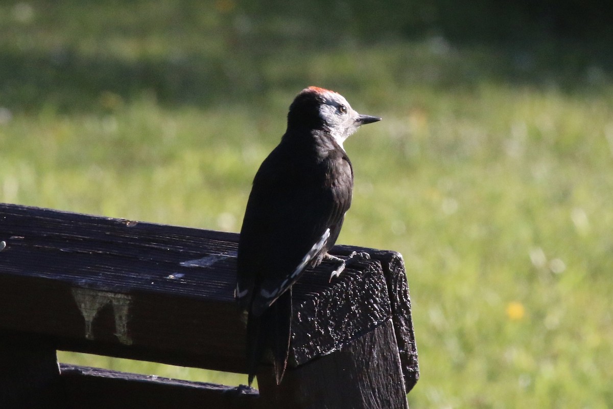 White-headed Woodpecker - ML249710311