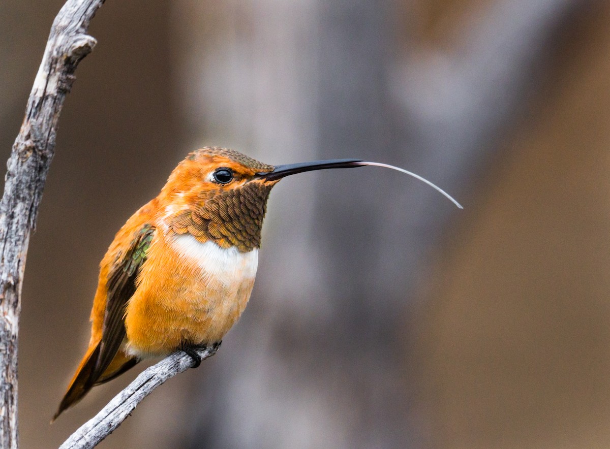 Rufous Hummingbird - ML249710471