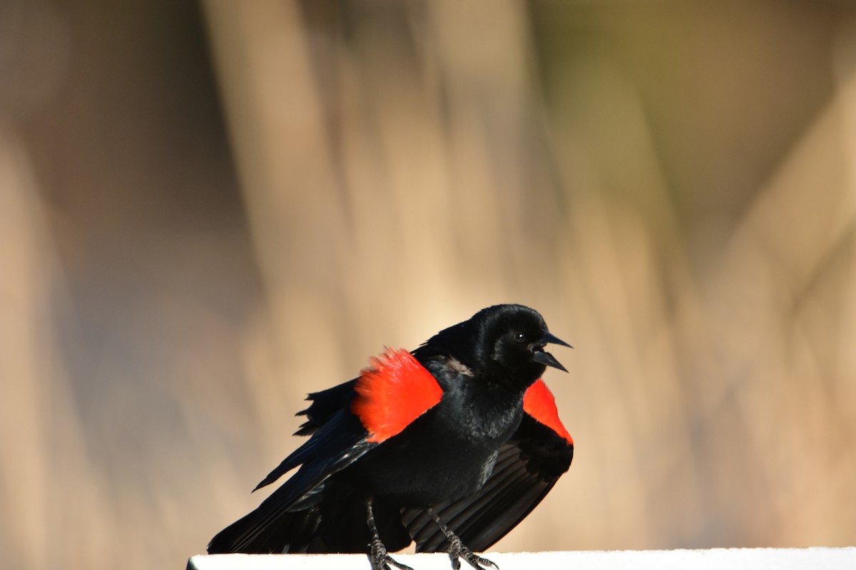 Red-winged Blackbird - John Villa