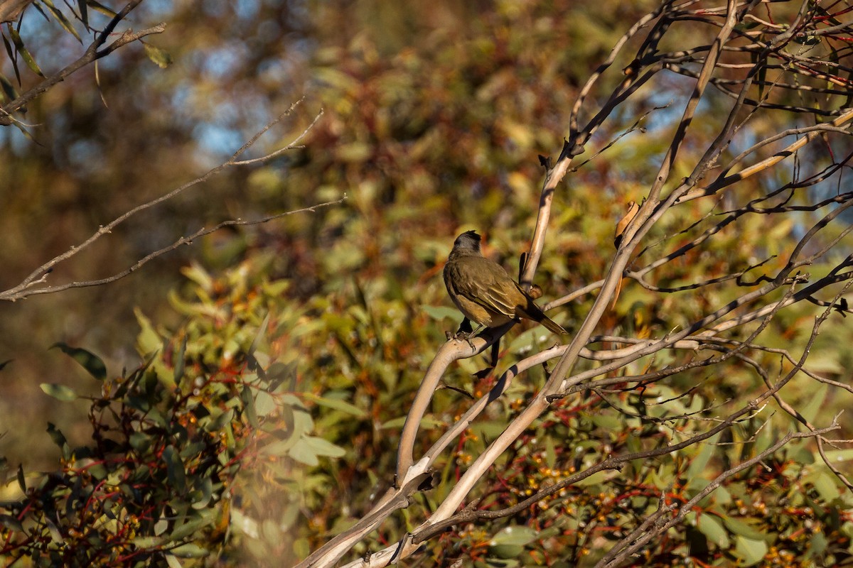 Crested Bellbird - ML249715991