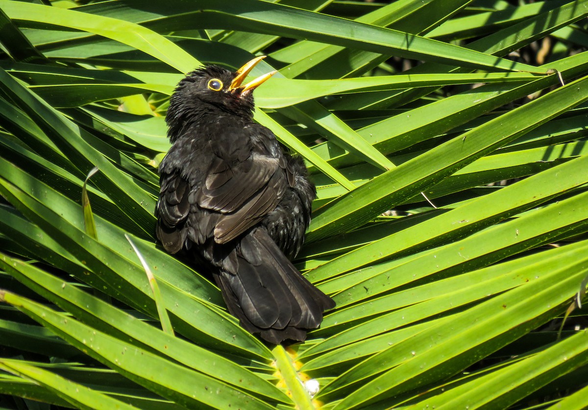 Eurasian Blackbird - ML249716261