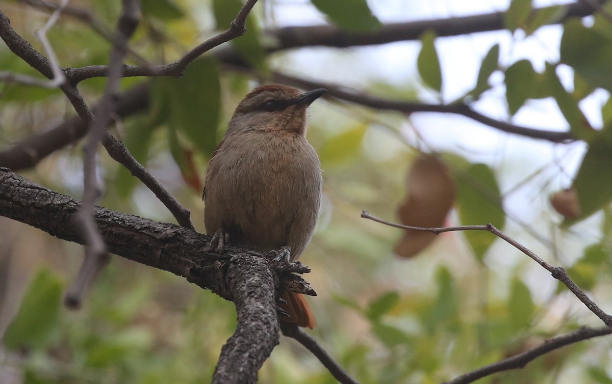 Rufous-tailed Palm-Thrush - ML249718241