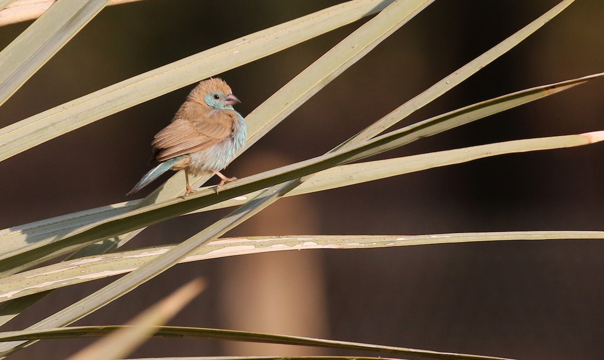 Southern Cordonbleu - Steve James