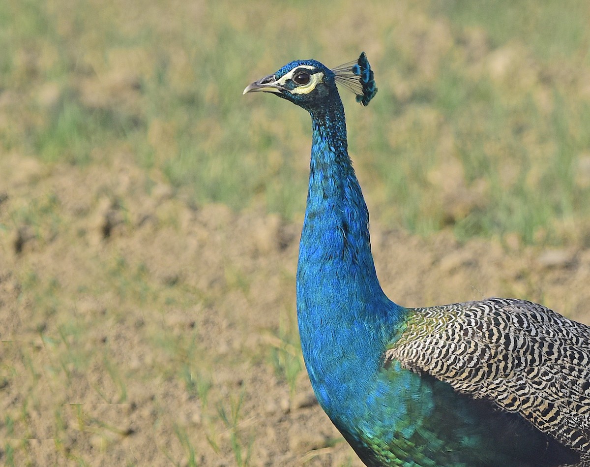 Indian Peafowl - ML249720411