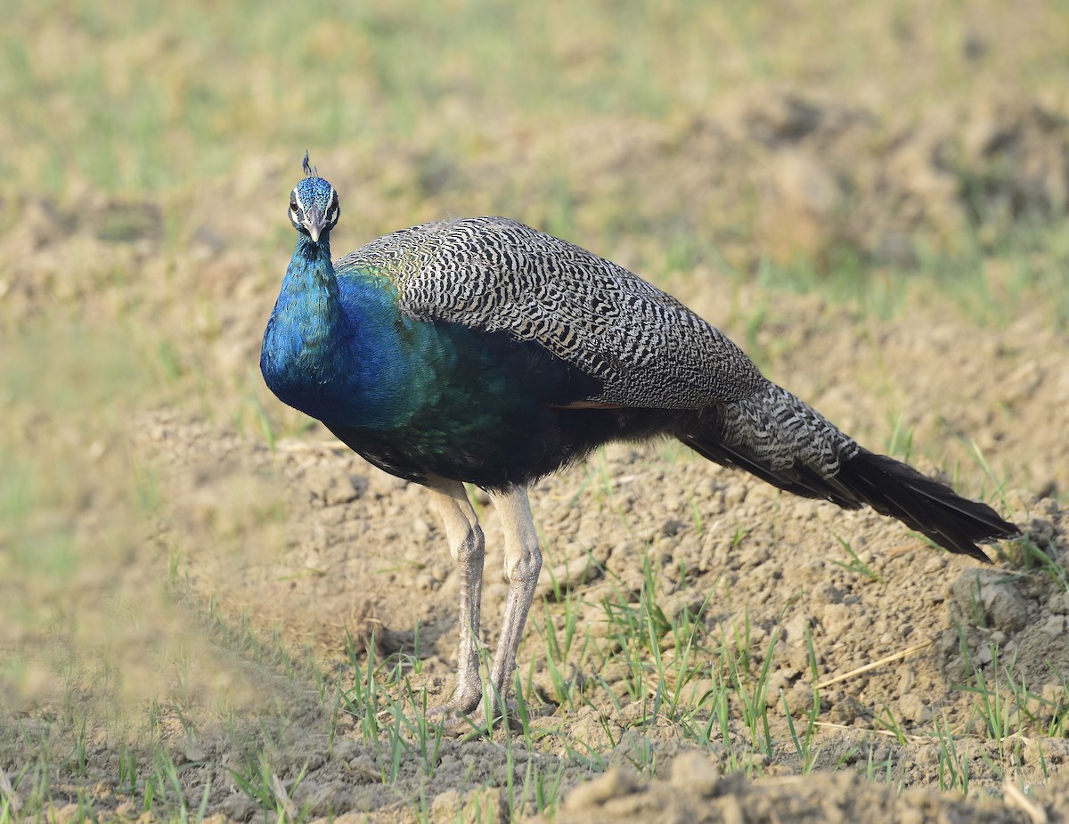 Indian Peafowl - ML249720431