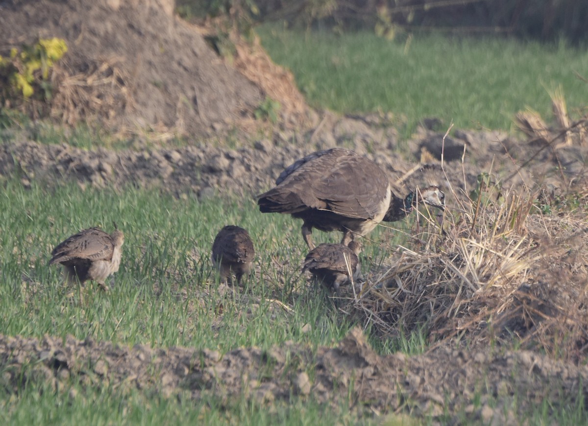 Indian Peafowl - ML249720451