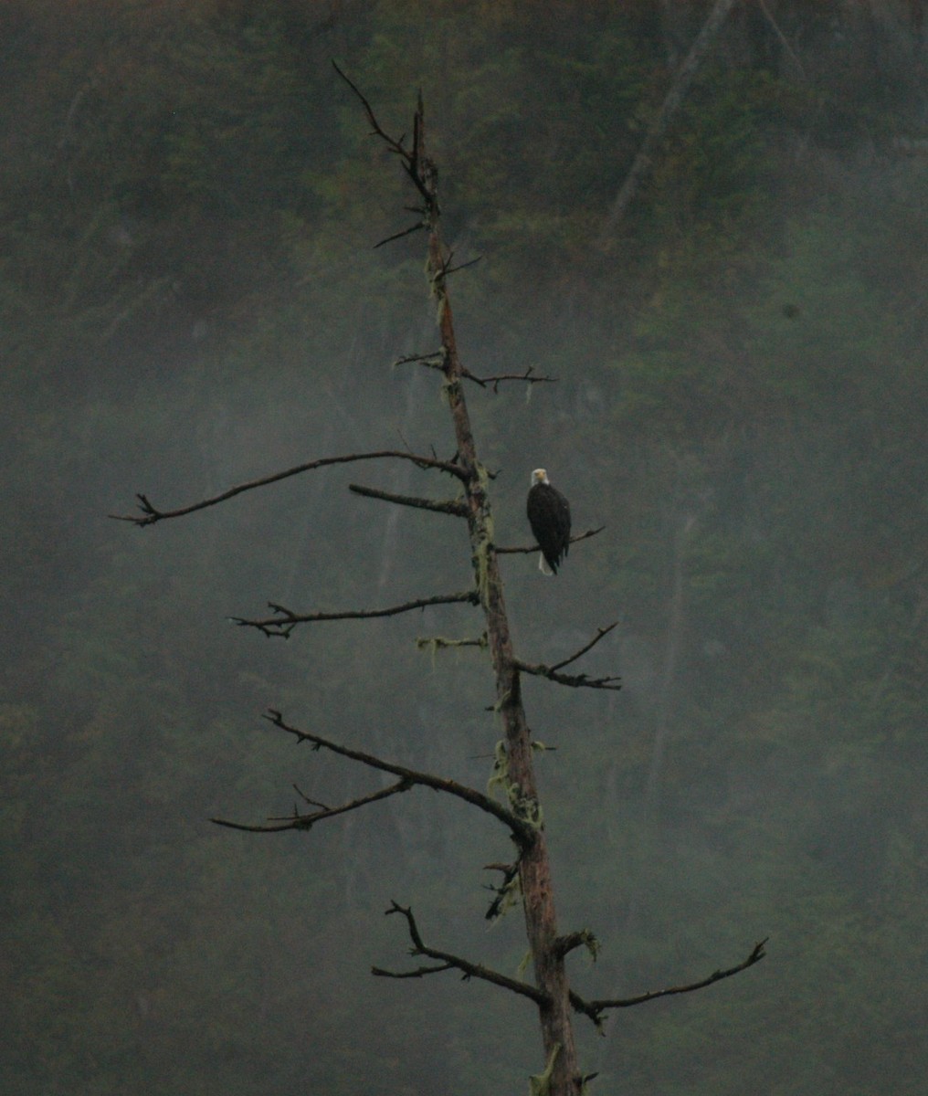 Bald Eagle - ML24972051
