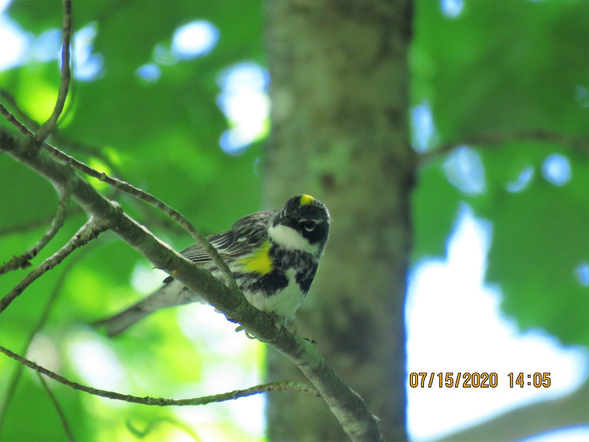 Yellow-rumped Warbler - ML249721201