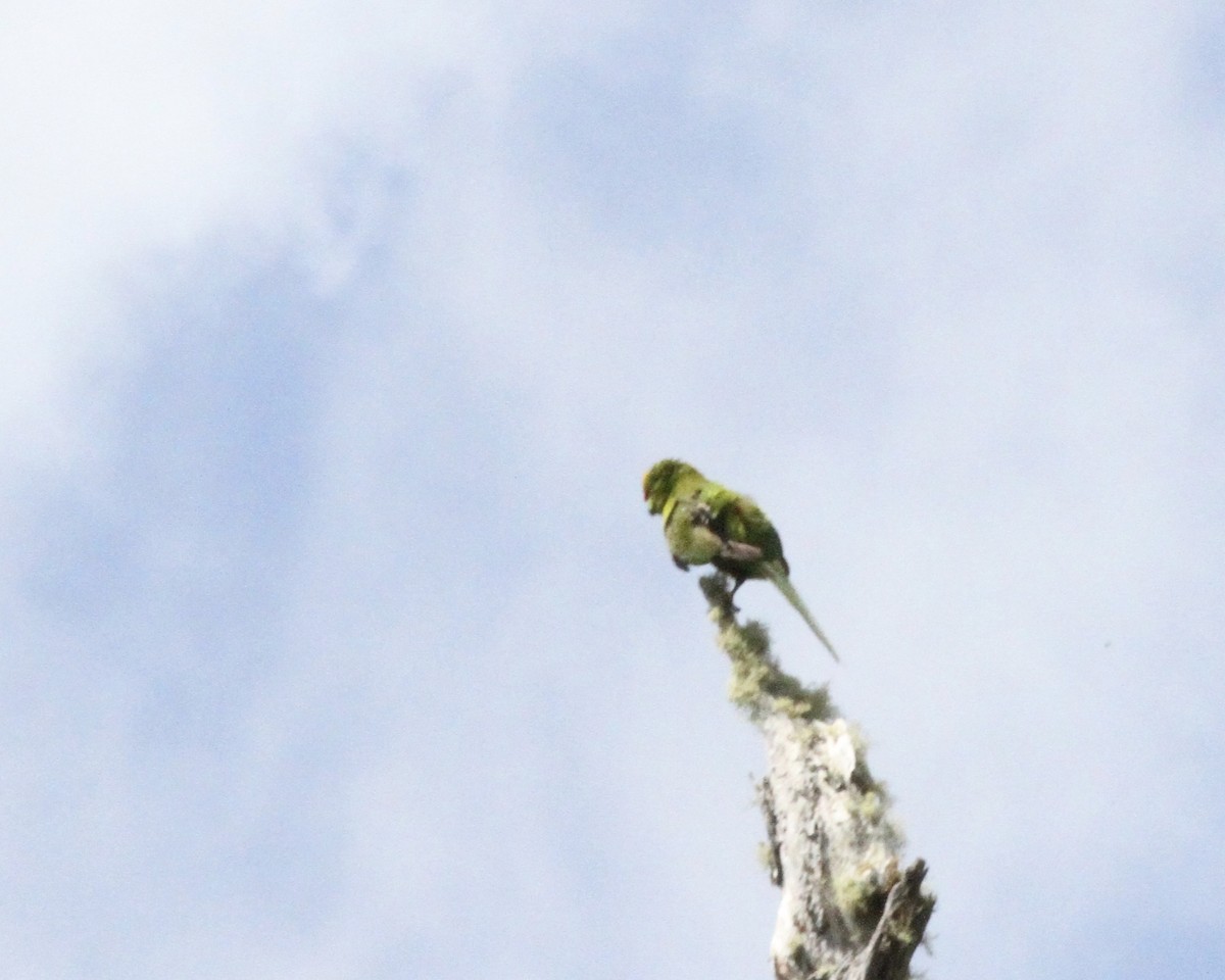Yellow-crowned Parakeet - ML249722941