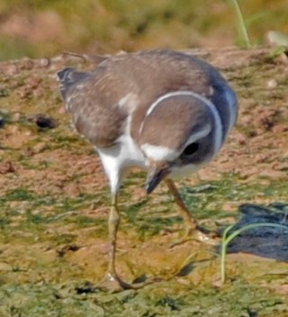 Semipalmated Plover - ML249724481