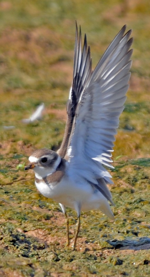 Semipalmated Plover - ML249724501