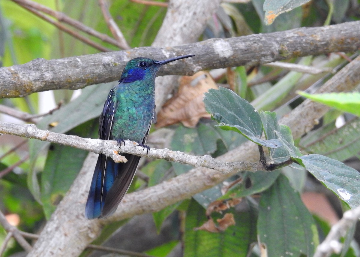 Lesser Violetear - Heidi Ware Carlisle