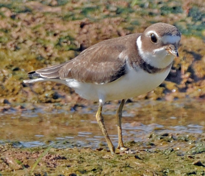 Semipalmated Plover - ML249724511