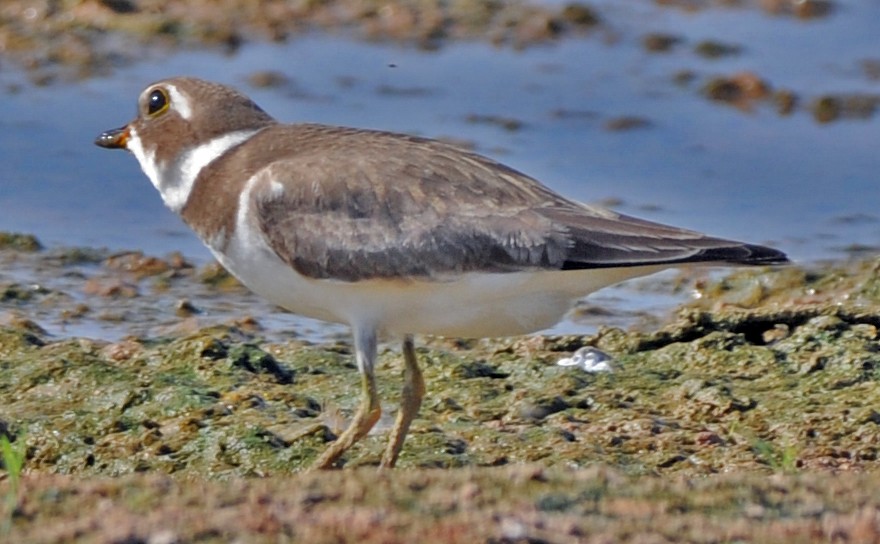 Semipalmated Plover - ML249724521