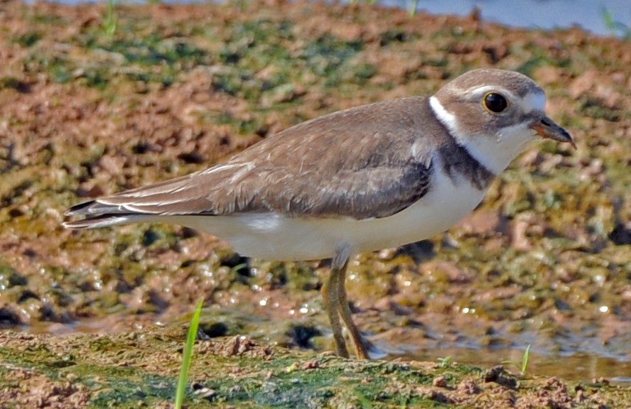 Semipalmated Plover - ML249724531