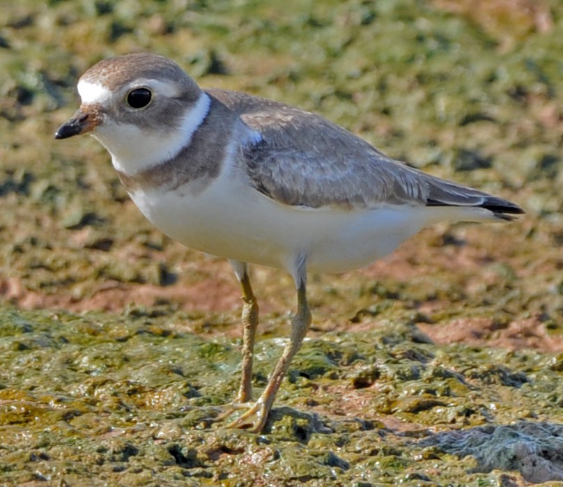 Semipalmated Plover - ML249724541