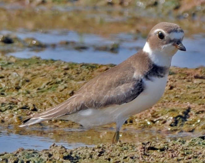 Semipalmated Plover - ML249724551