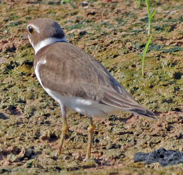 Semipalmated Plover - ML249724561