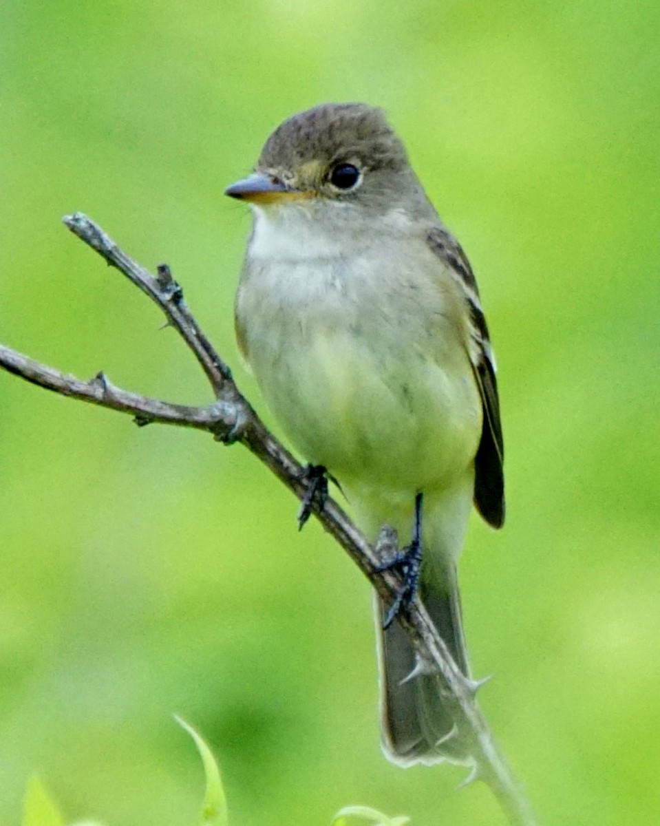 Willow Flycatcher - ML249725361