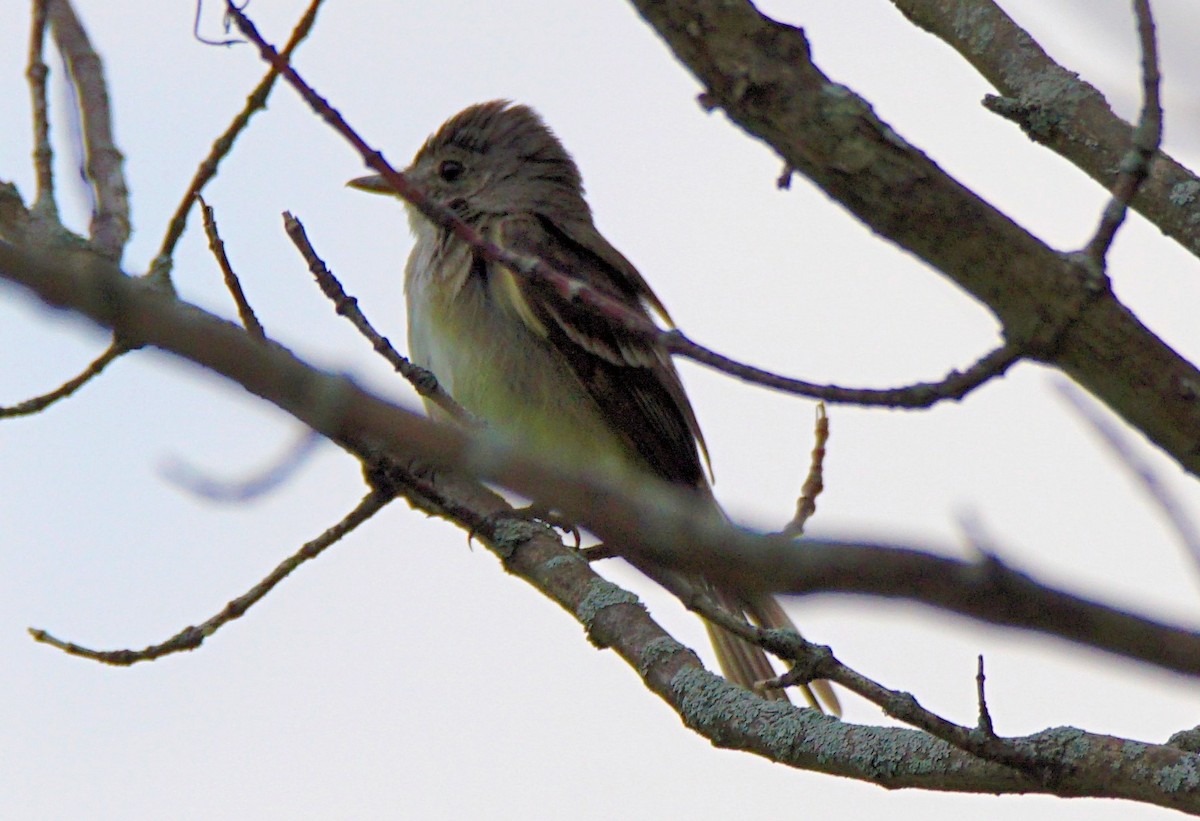 Willow Flycatcher - ML249725471