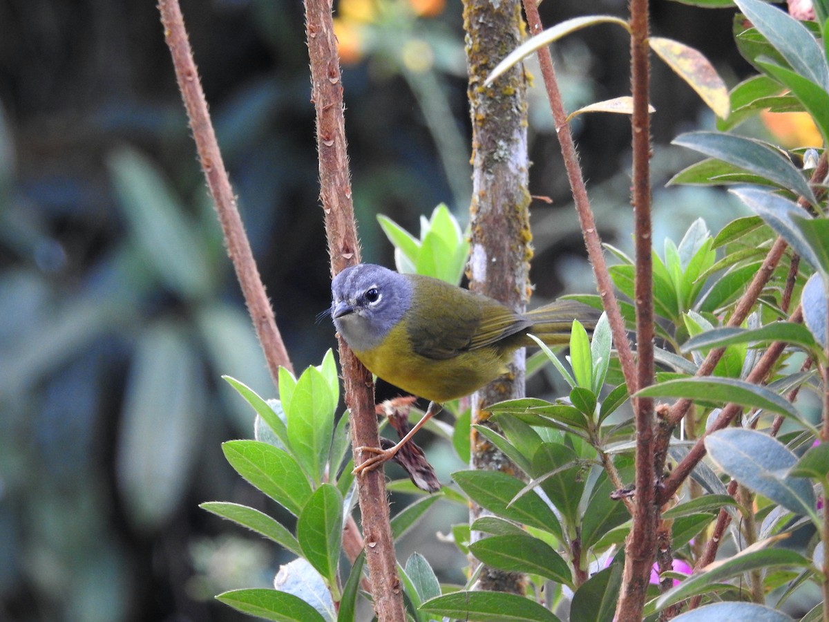 White-lored Warbler - ML24972561