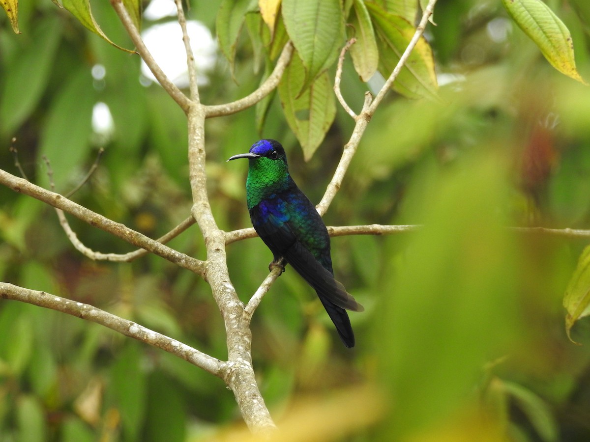 Violettkronennymphe (Violet-crowned Woodnymph) - ML24972601