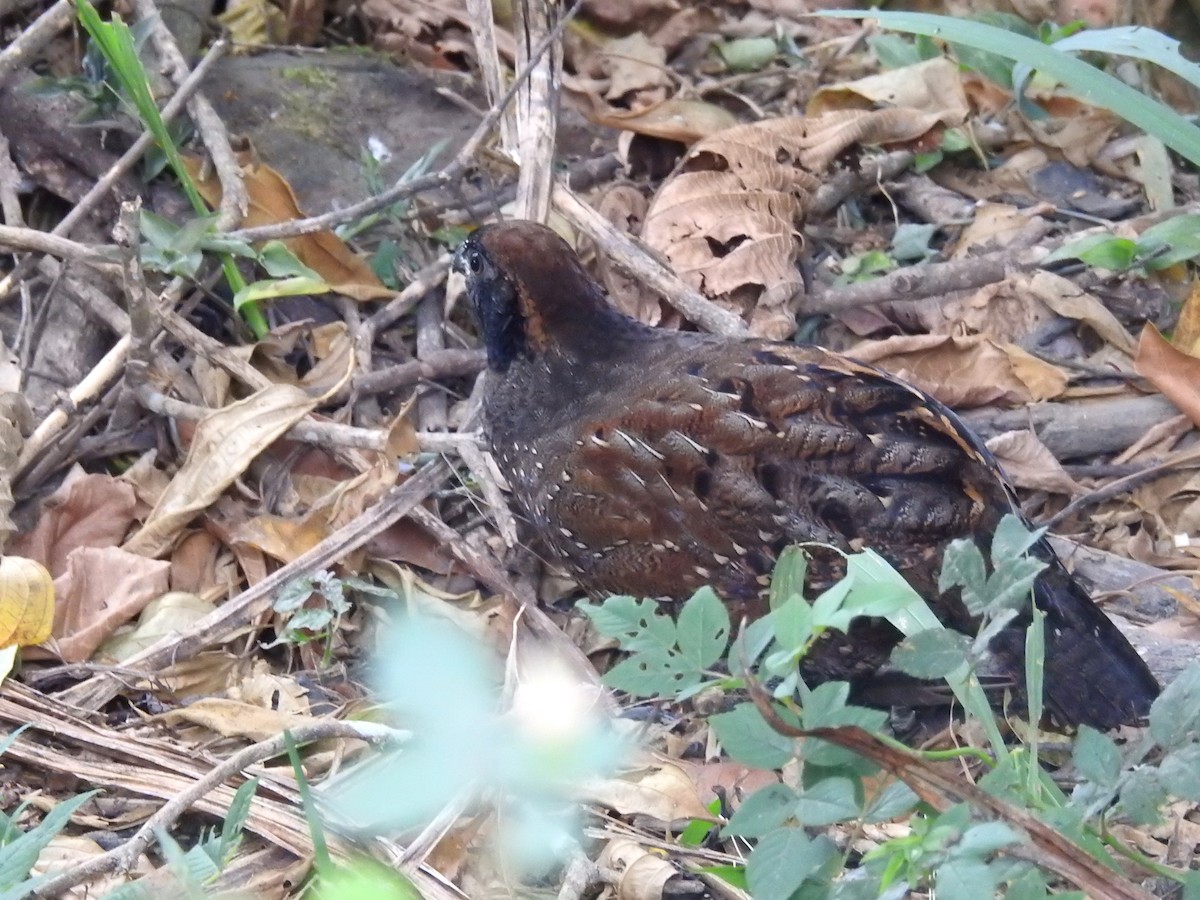 Black-fronted Wood-Quail - ML24972621